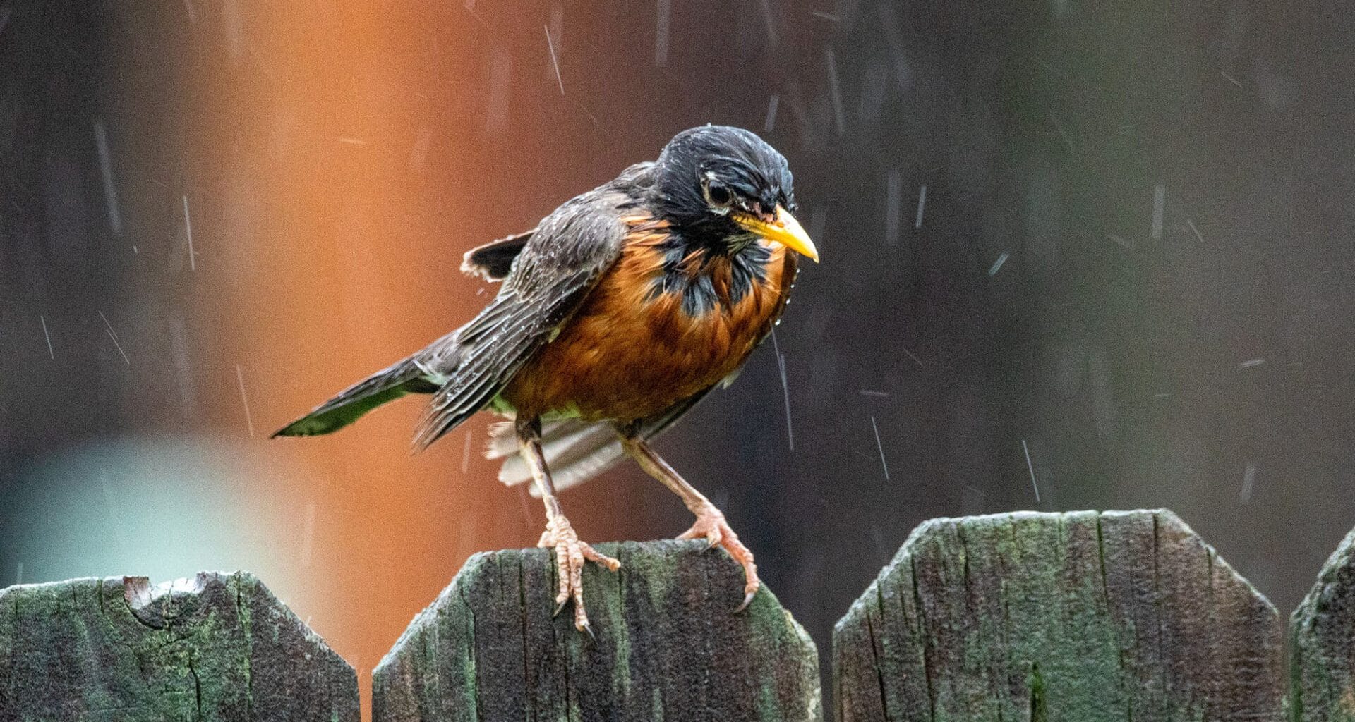 Is Bird Watching in the Rain Worth It