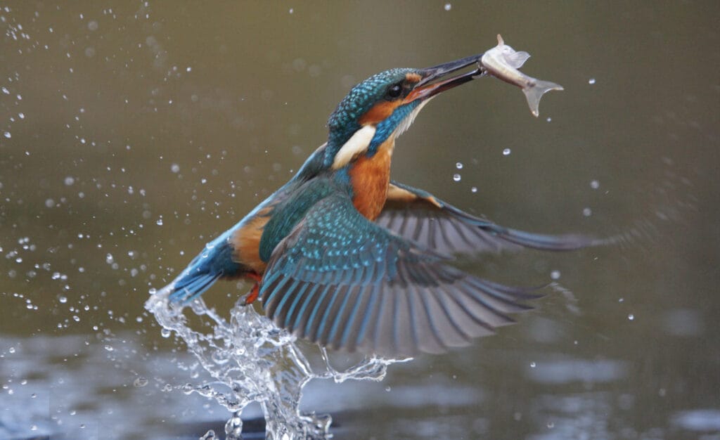 Kingfisher, Alcedo atthis, Single bird diving for fish,