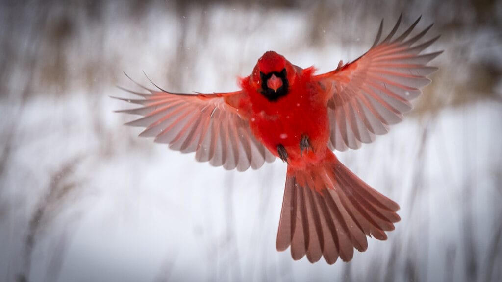 Male Northern Cardinal in flight on a snowy day