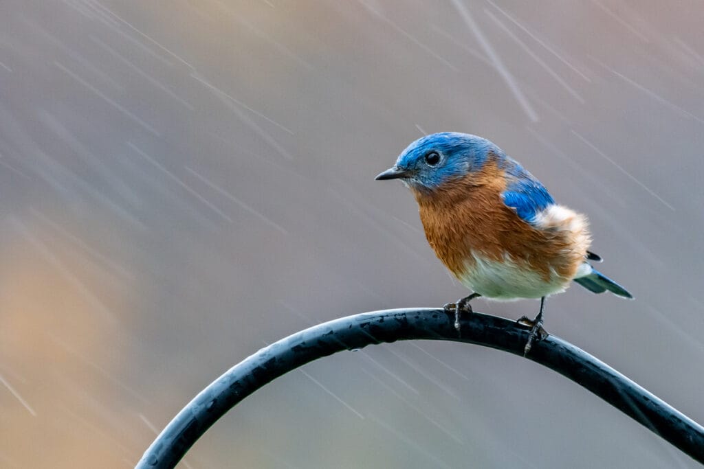 Male bluebird on rainy day