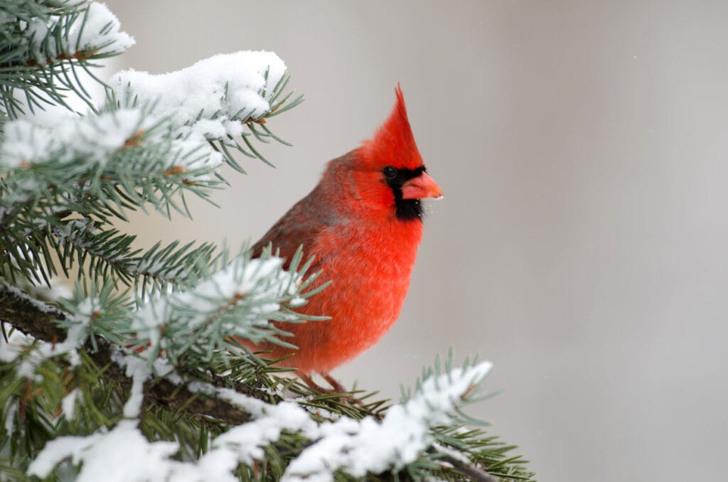 Male northern cardinal sitting in an evergreen tree following a winter snowstorm