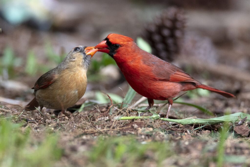 Northern Cardinal