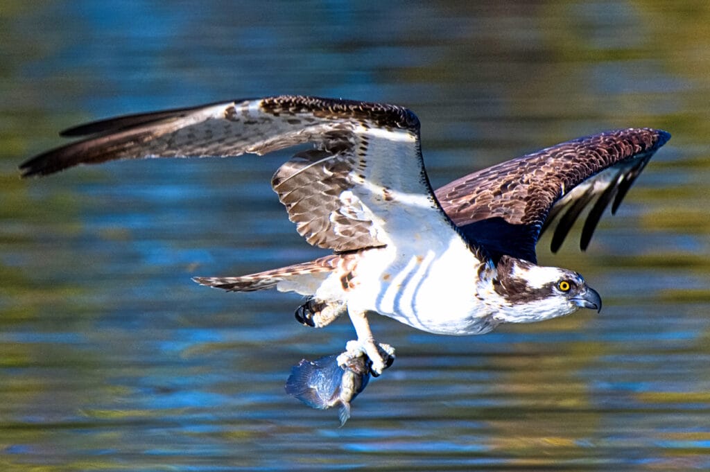 Osprey snatching a fish out of the water in the early morning