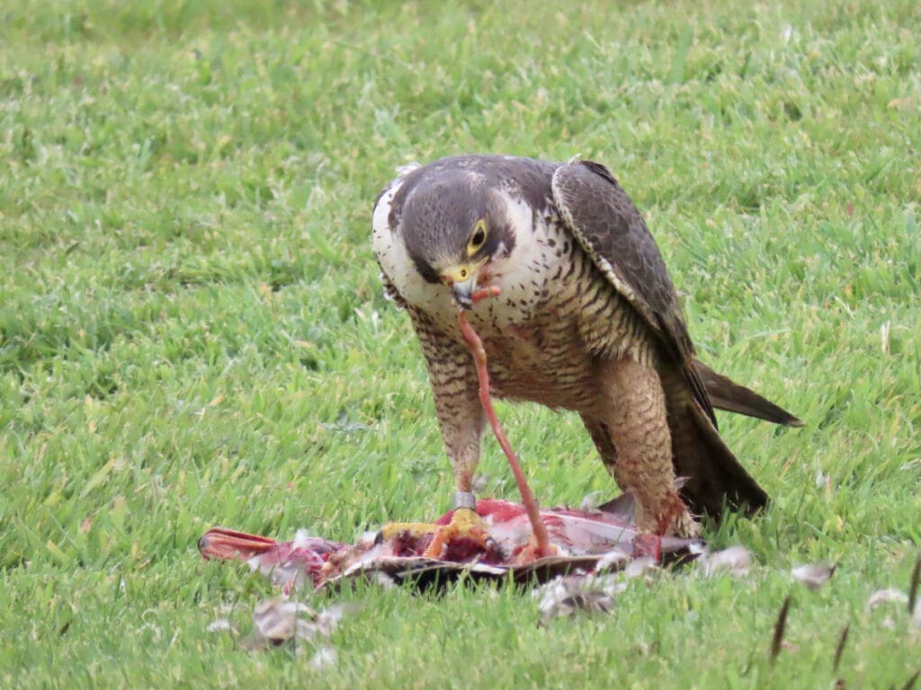 Peregrine Falcon in Dorset, U.K. eating the innards of the duck it just caught.