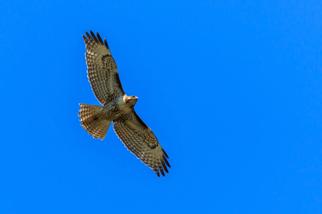 Red-Tailed Hawk soaring against a blue sky background