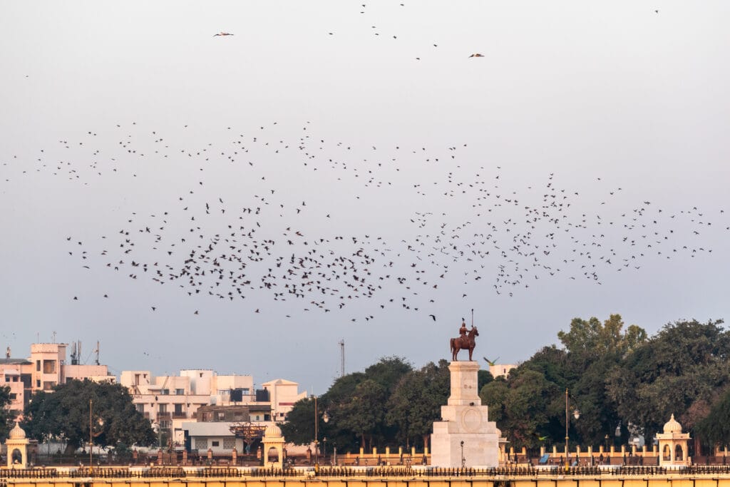 Rosy starling murmurations in the sky above the Lakhota