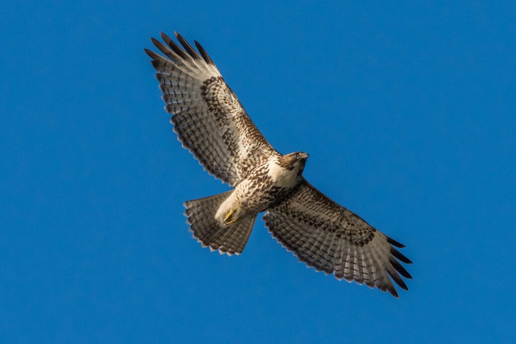 Red-Tailed Hawk in flight against blue sky