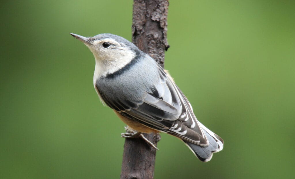 Summertime Nuthatch