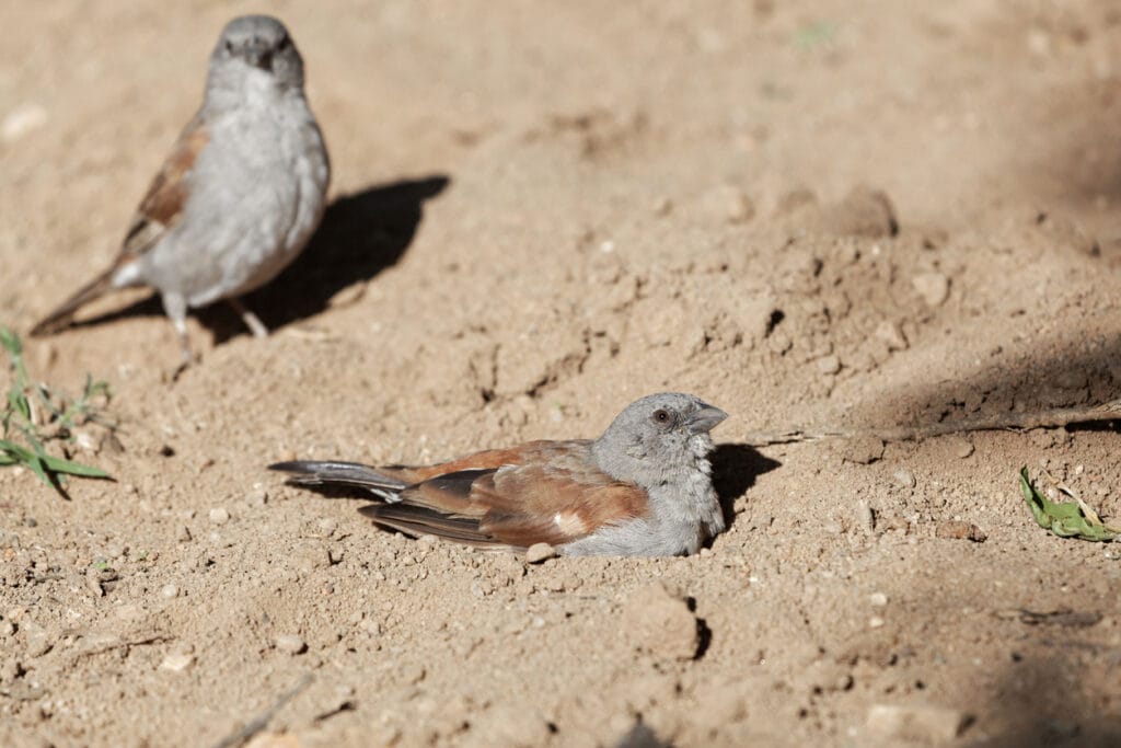Swainson's sparrow (Passer swainsonii) taking a sand bath.