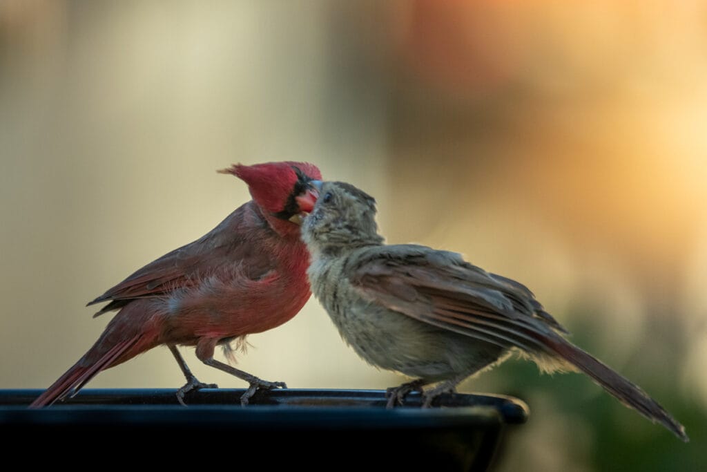 Tender moments wildlife animals. Red cardinal bird feeding female cardinal. Outdoors photo