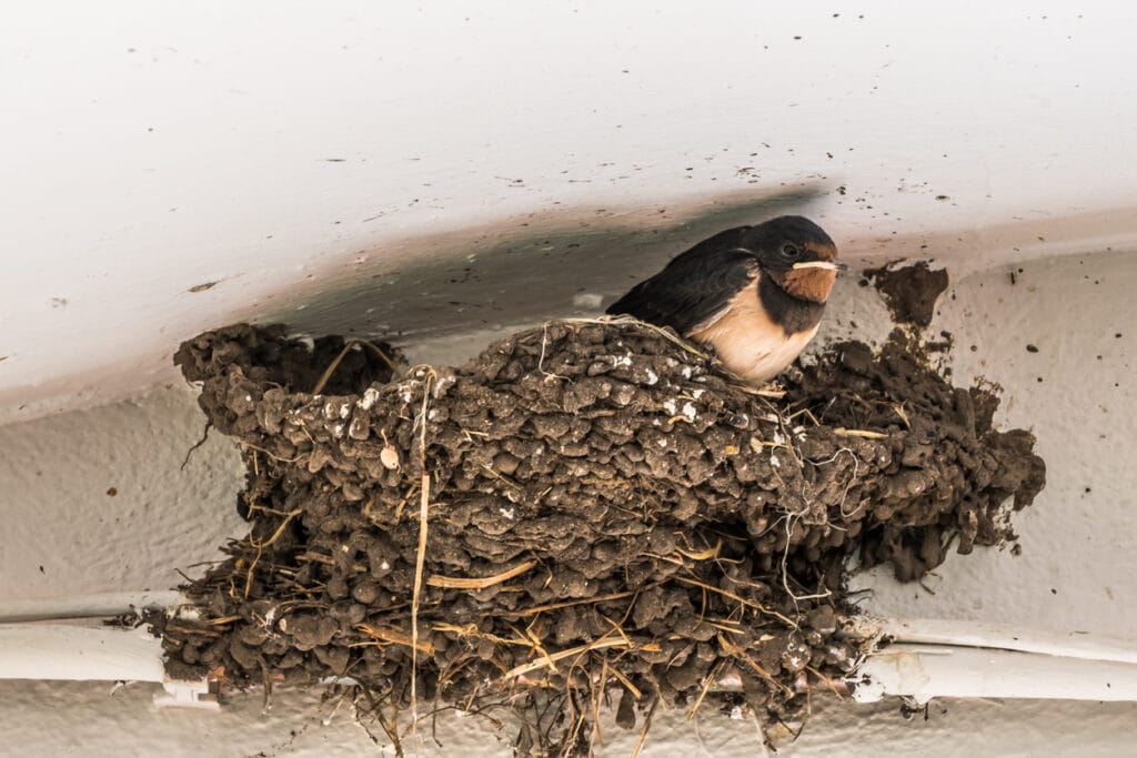 The last young swallow is waiting to leave its nest