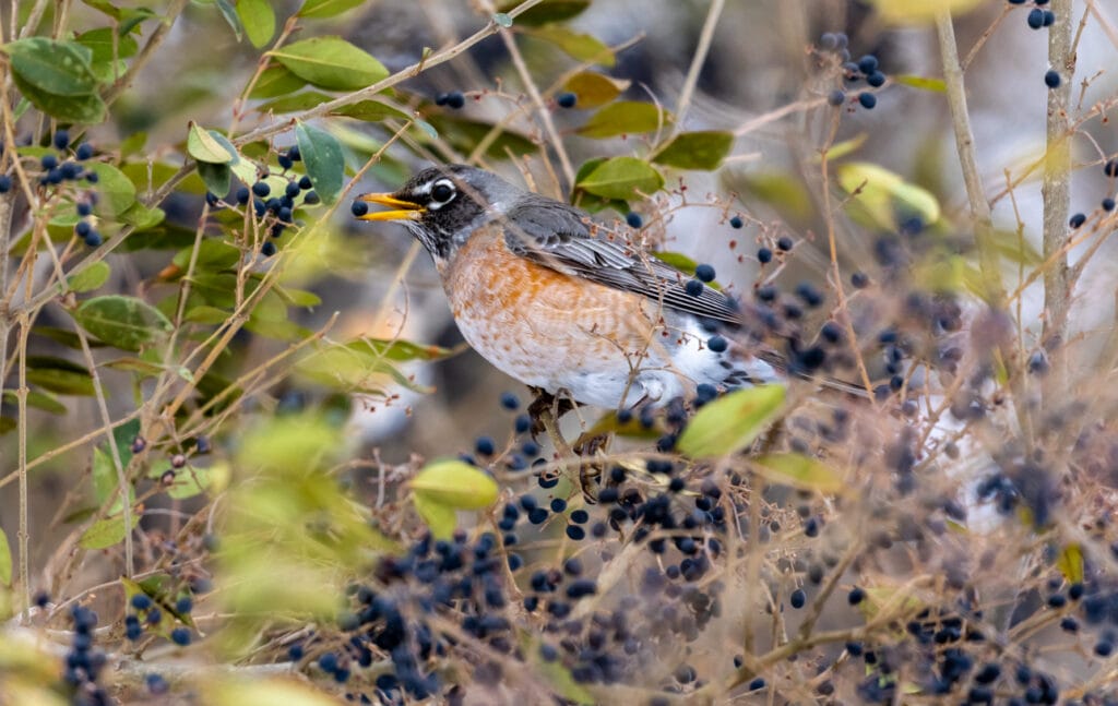 This Robin finds just the right berry to picks and eat from the hundreds available after the winter