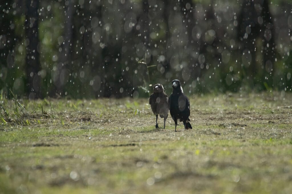 Two magpies into pouring rain Gold Coast