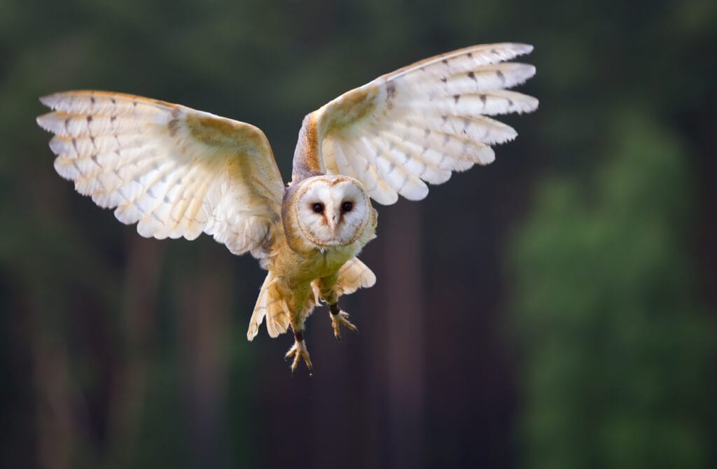 Veil owl in the flight