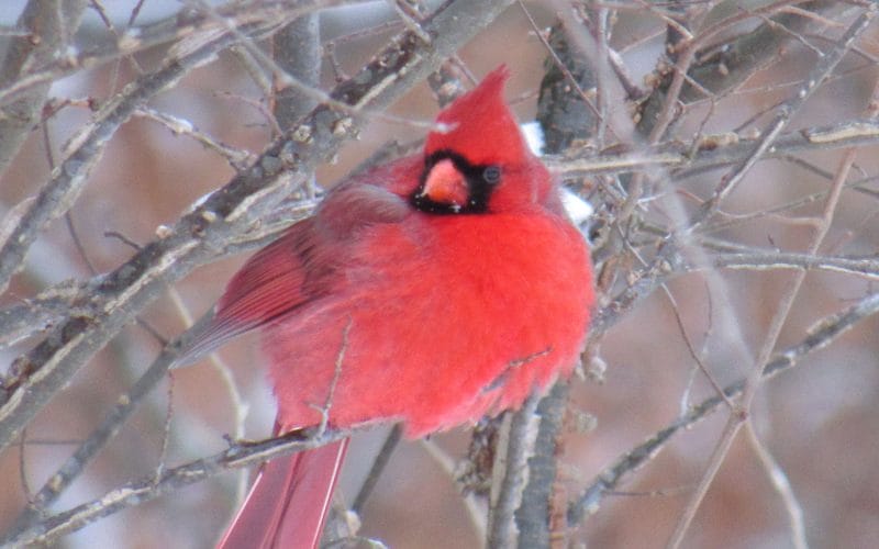 What Do Cardinals Do in the Winter