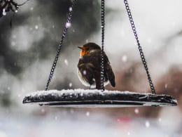 What Do Robins Eat in the Winter