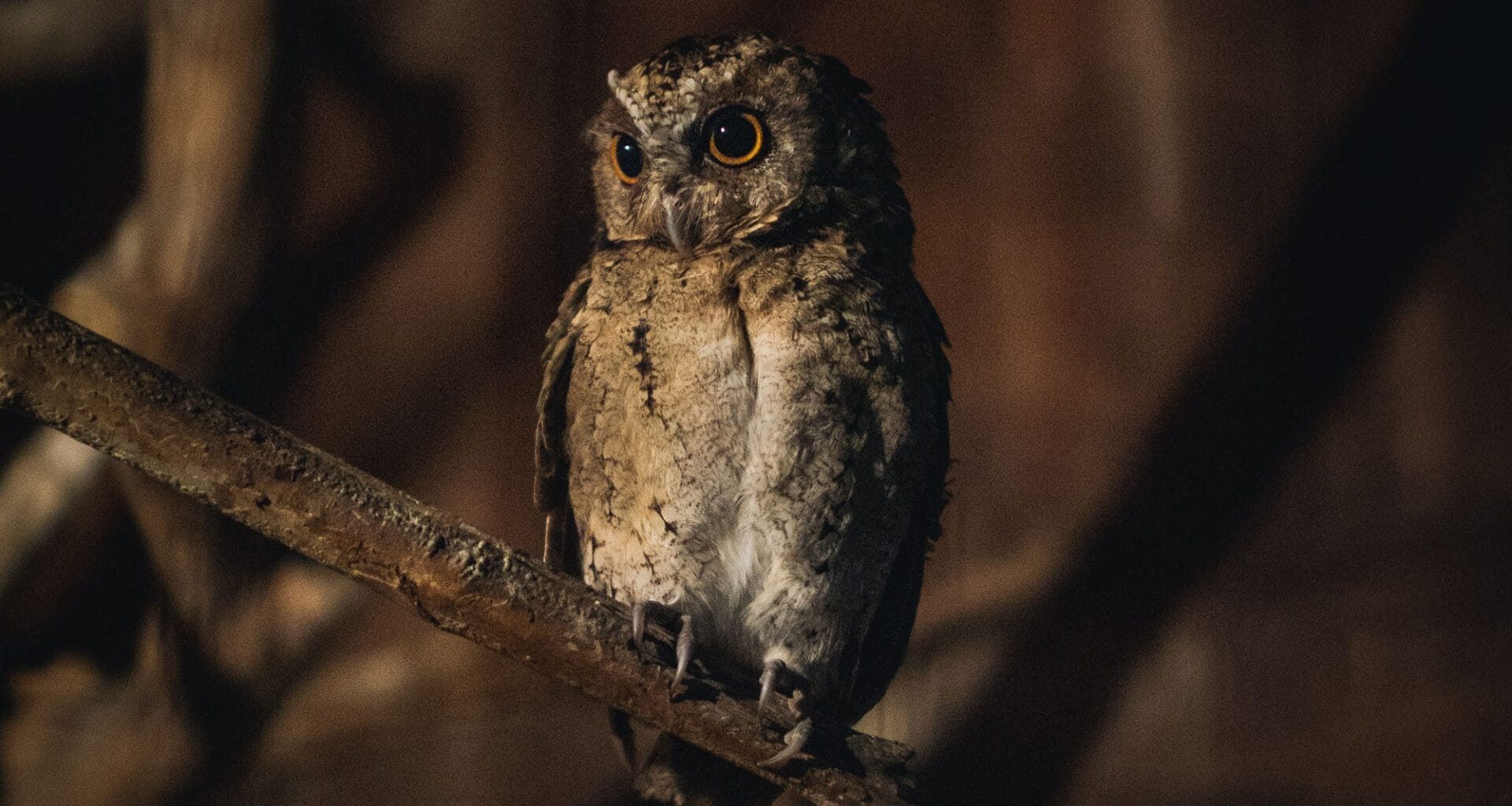 best time to look for owls