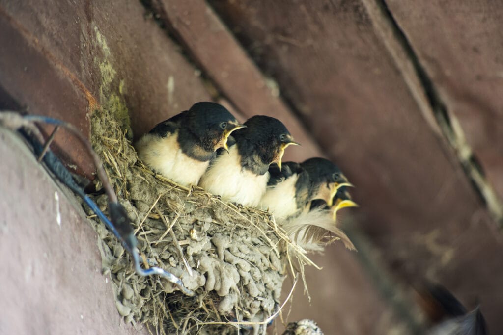 chicks swallows call for feed in nest under village house roof