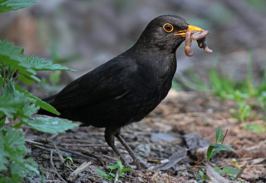 close up of blackbird eating worm