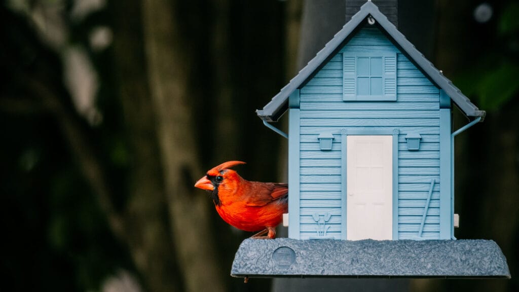 do cardinals kiss