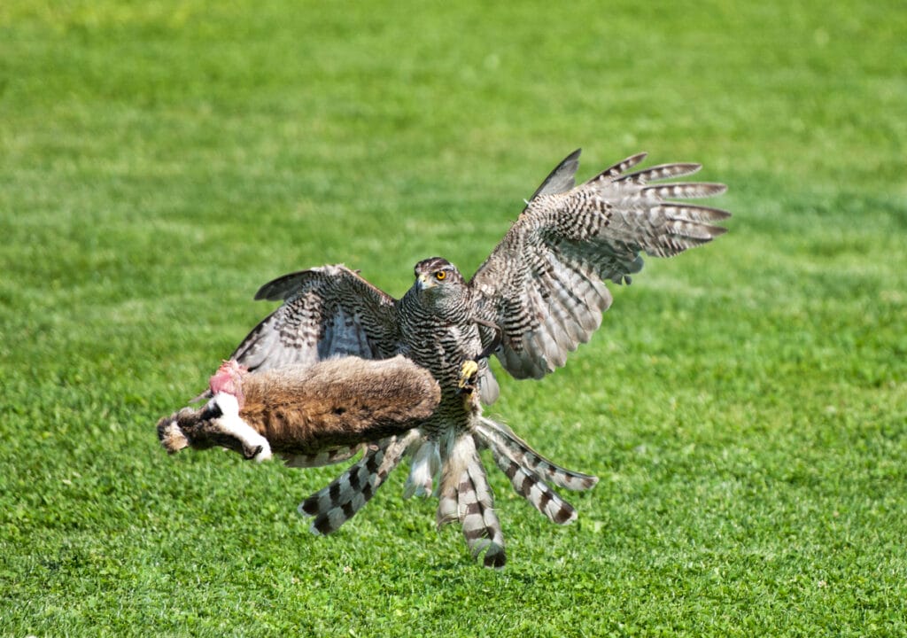 goshawk killing its prey