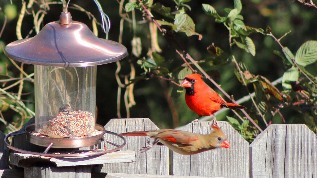 how to set up a bird feeder camera