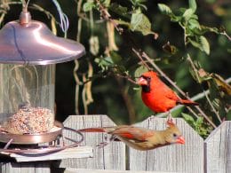 how to set up a bird feeder camera