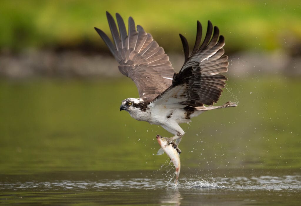 osprey