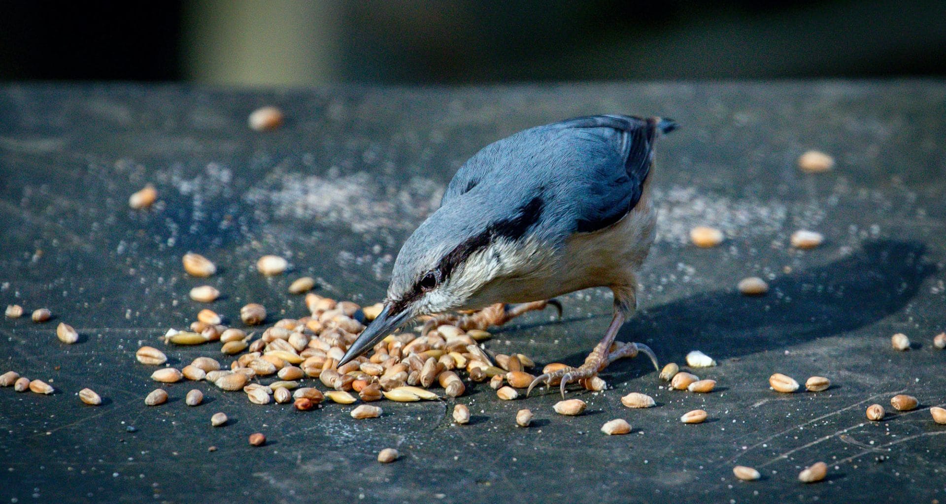 what do baby nuthatches eat