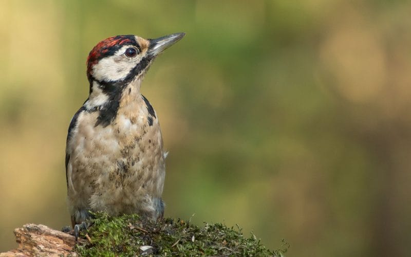what do baby woodpeckers eat