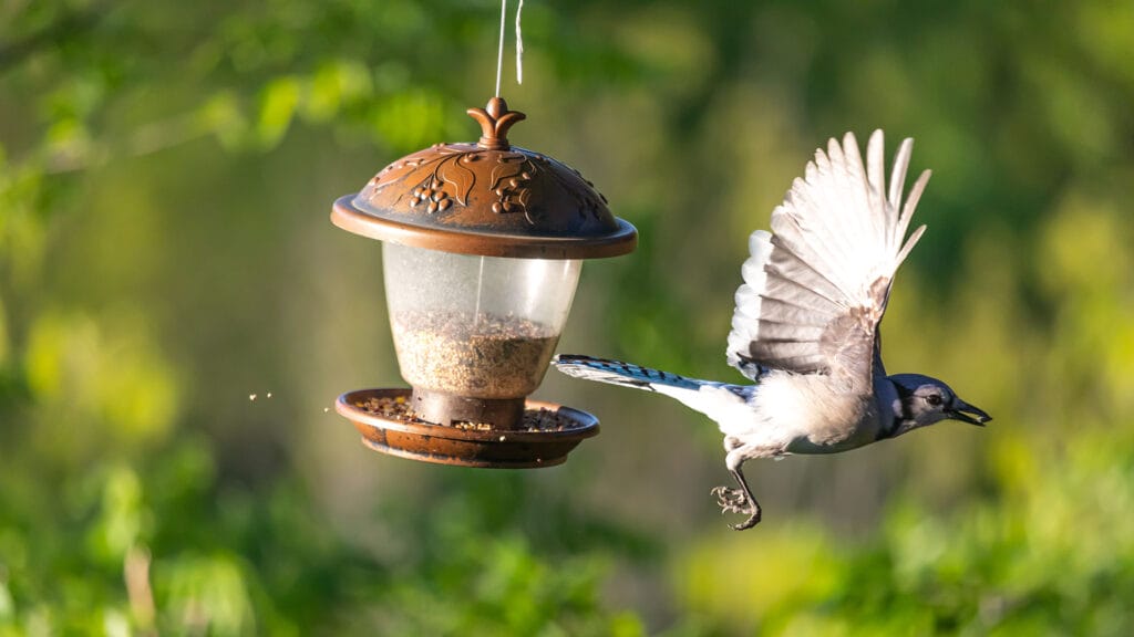 what time of day are birds most active at feeders