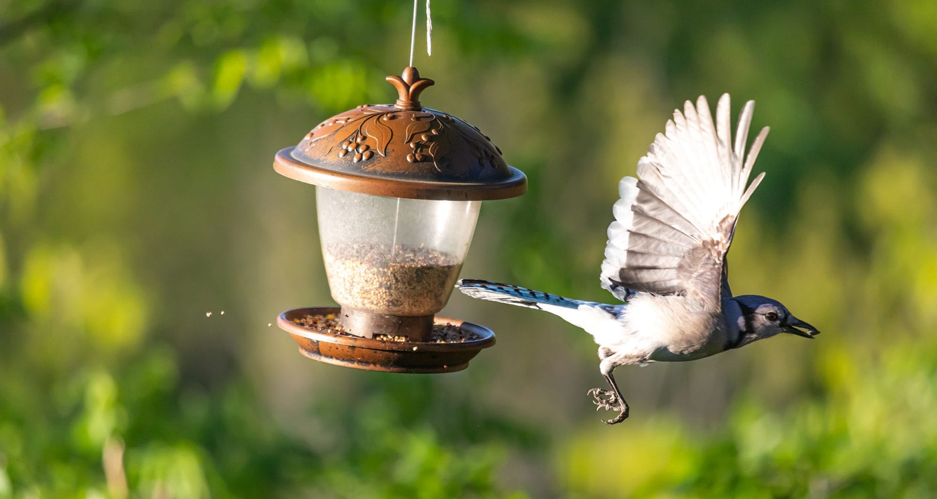 what time of day are birds most active at feeders