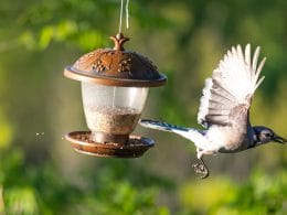 what time of day are birds most active at feeders