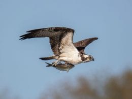what time of day do osprey hunt