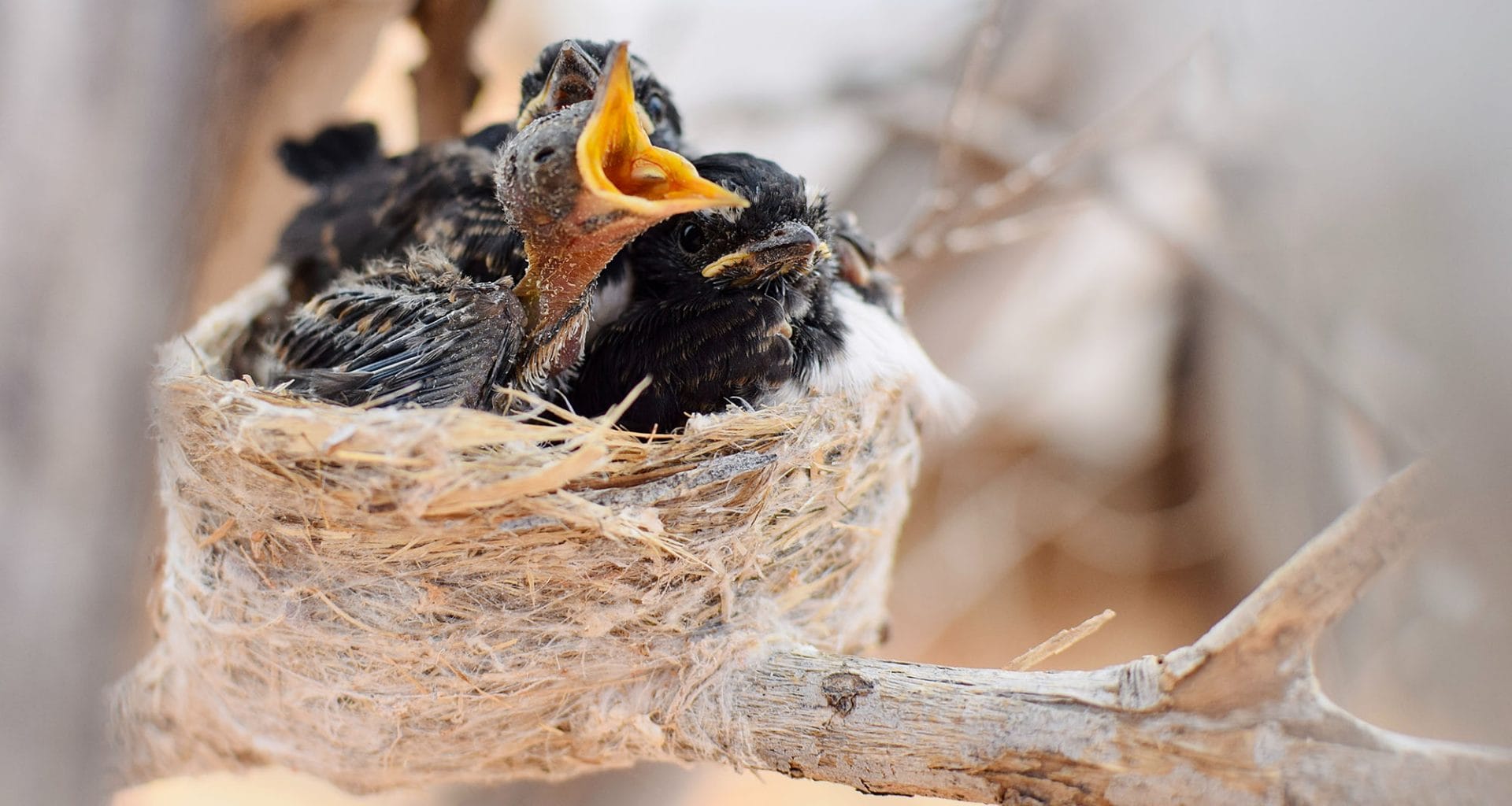why do baby birds die in the nest