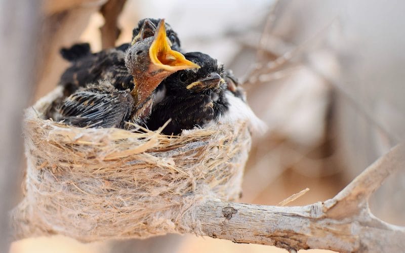 why do baby birds die in the nest