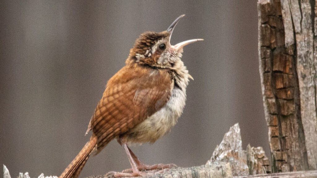 why do birds sing in the evening