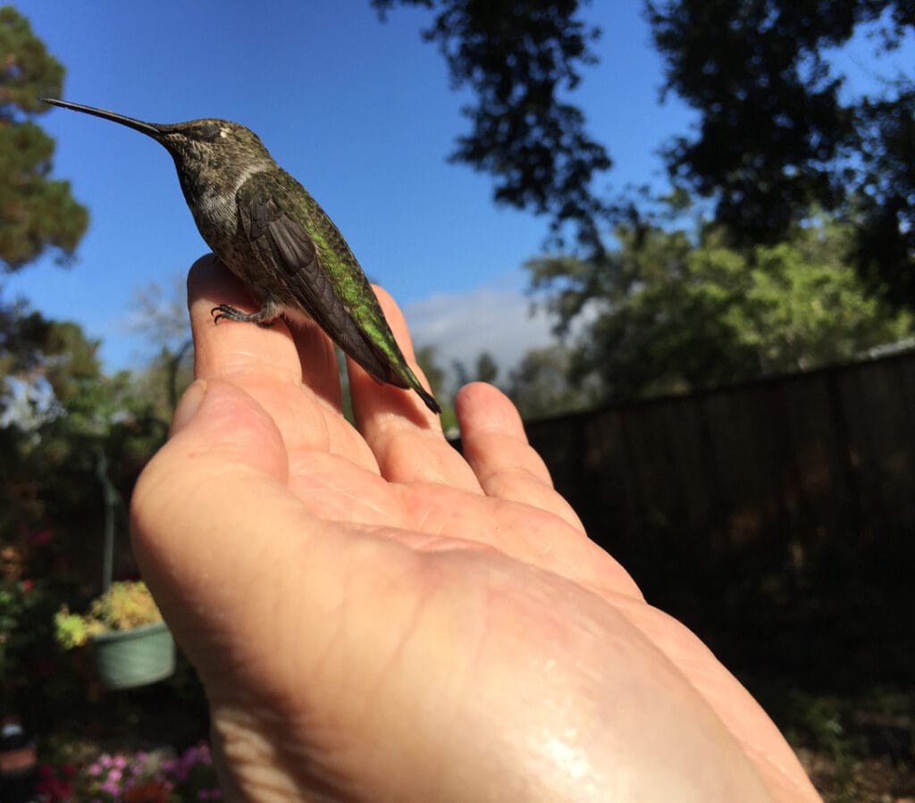 A hummingbird rests on hand after flying into a window.