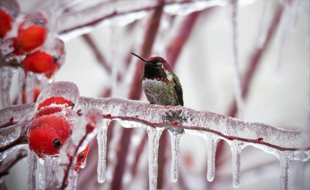 Anna's Hummingbird