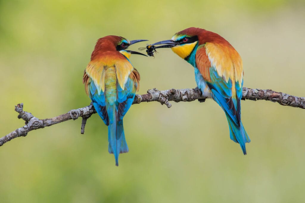 Bee eaters eating