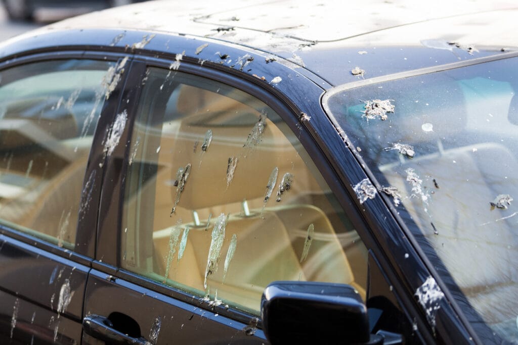 Bird droppings on car