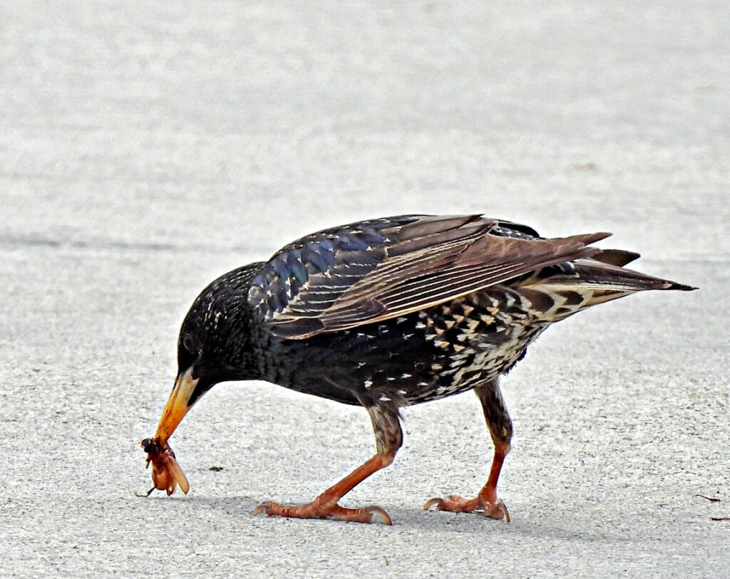 Common Starling, also known as the European Starling, profile, rear view