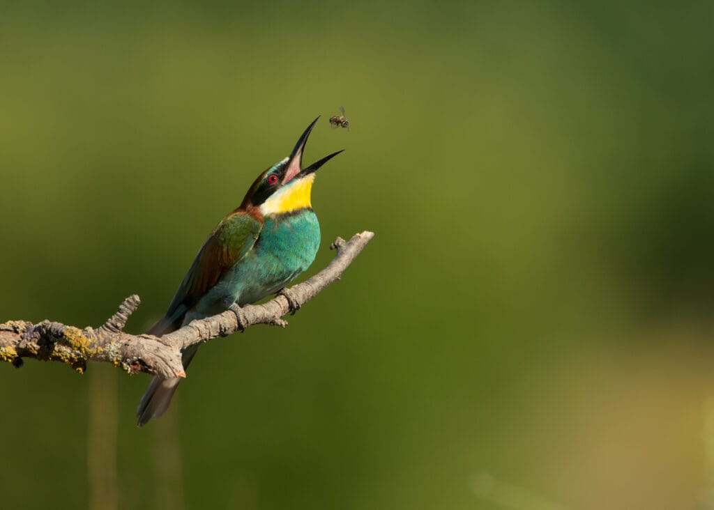 European Bee-eater (Merops apiaster) with a bee in the beak