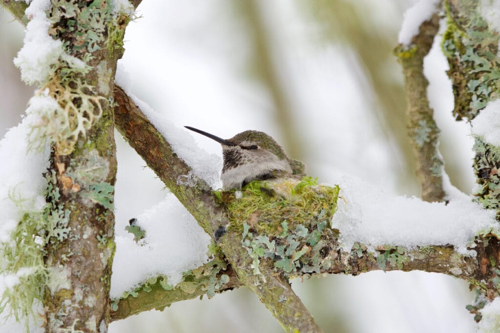 Female Anna's Hummingbird sits in her tiny, cozy nest