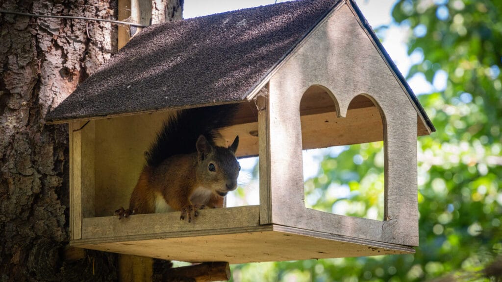 Ginger squirrel with beautiful dark tail sits in feeder.