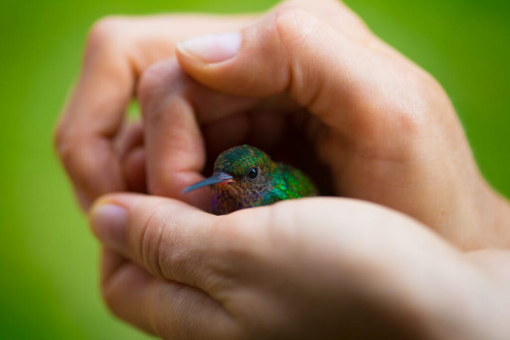 Little hummingbird in the hands
