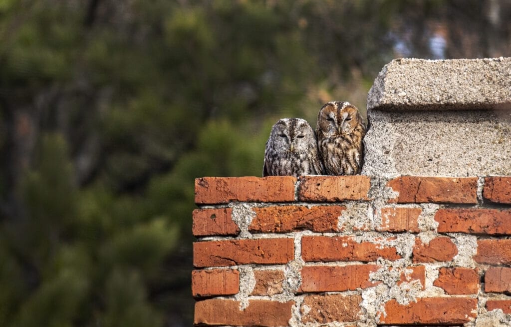 Pair of Tawny Owl siting in chimney