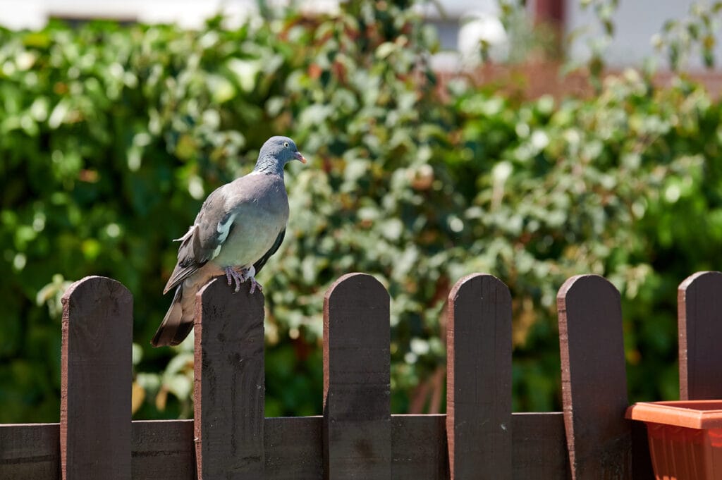 Pigeon perched on a nice brown fence of a rural house placed on its side