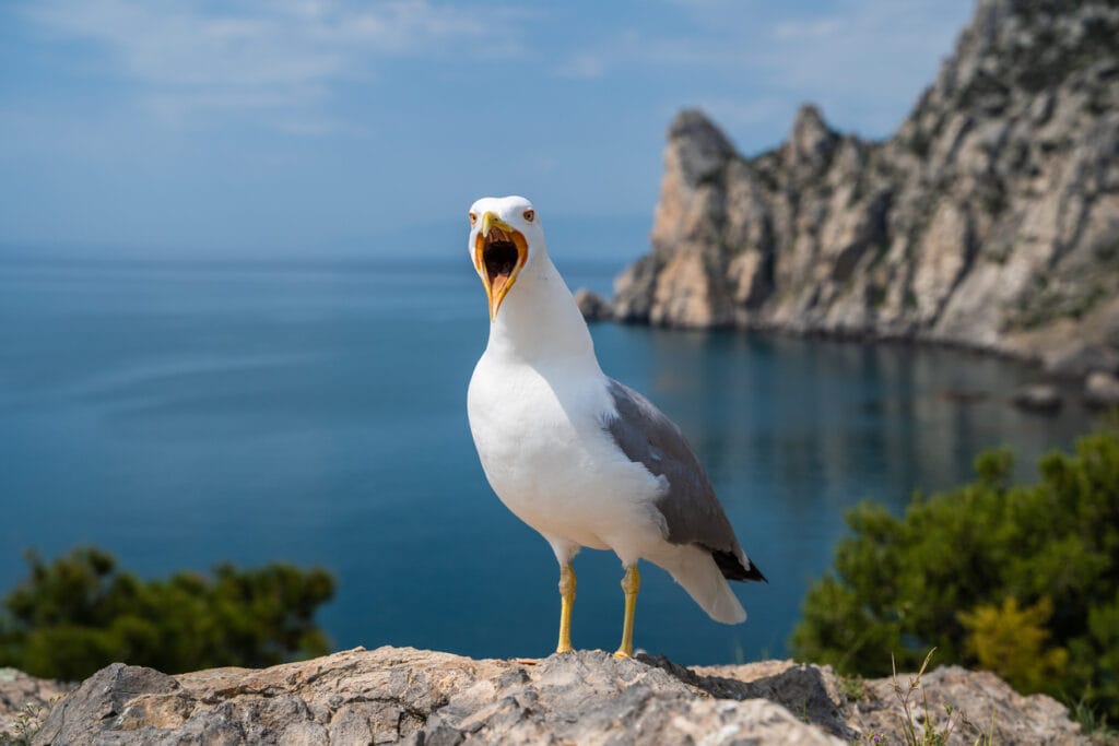 Portrait of a screaming seagull