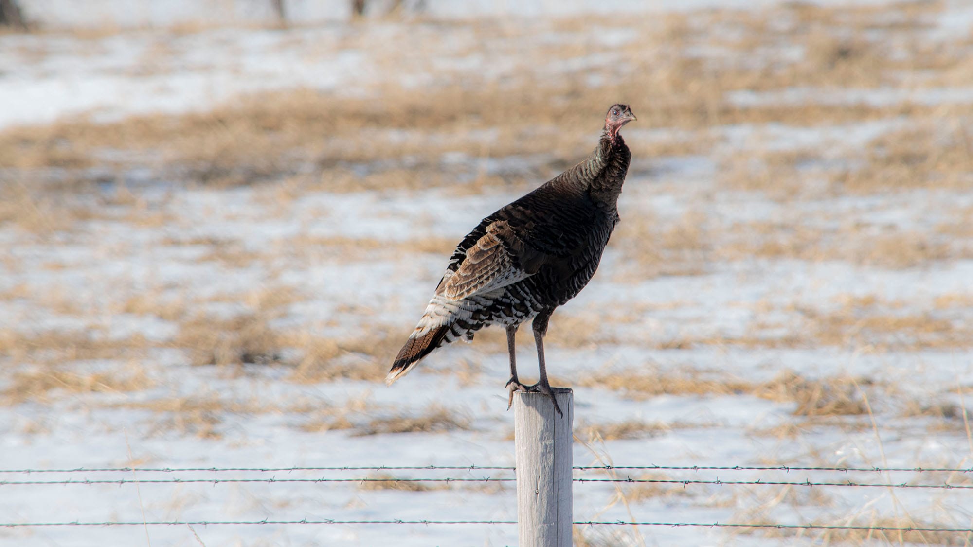 can you eat wild turkey
